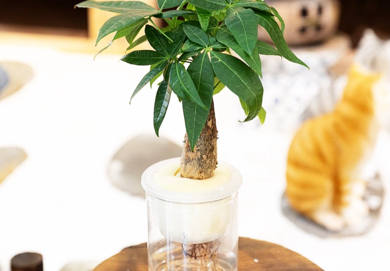水培發財樹注意事項 水培發財樹注意事項