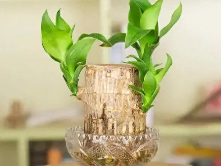 巴西木水耕方法 巴西木水耕方法