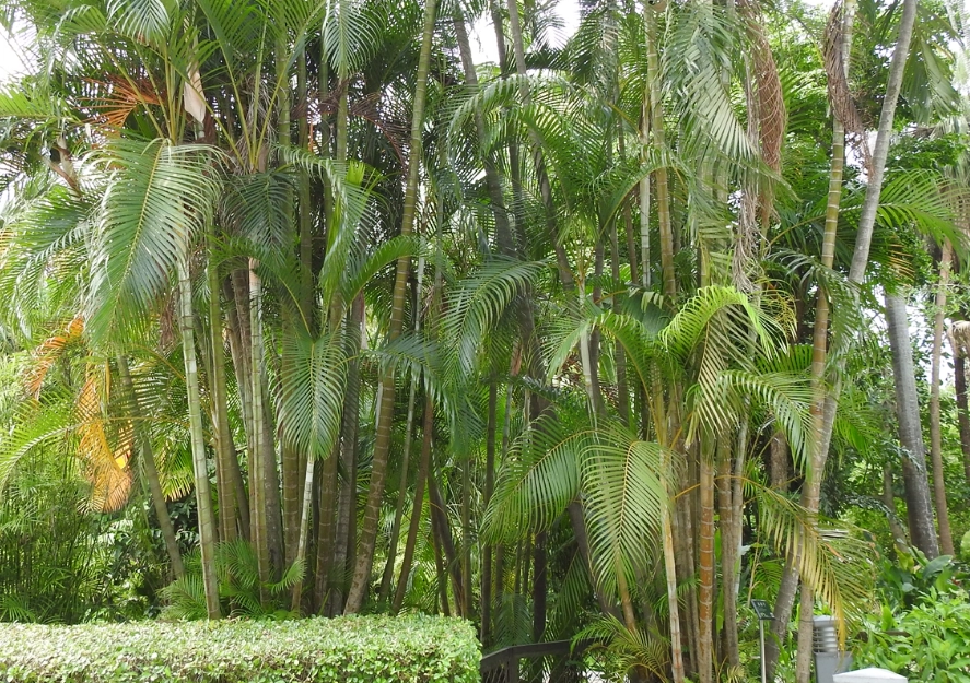 黃椰子樹種植 黃椰子樹種植