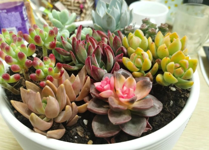 多肉植物種植方法 多肉植物種植方法