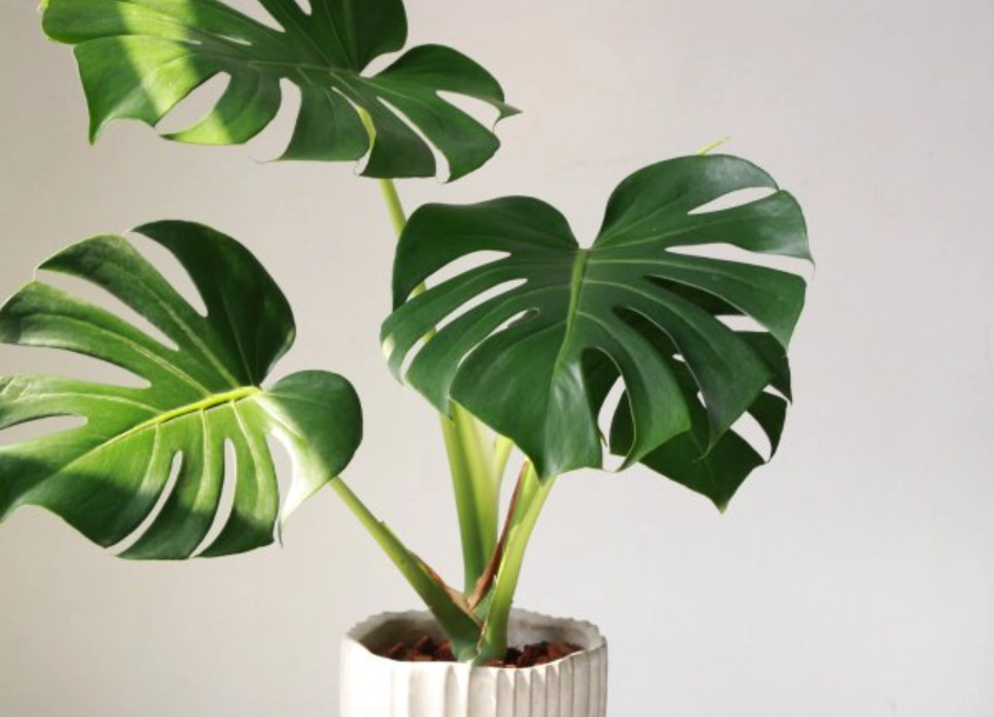 盆栽養護技巧 盆栽養護技巧