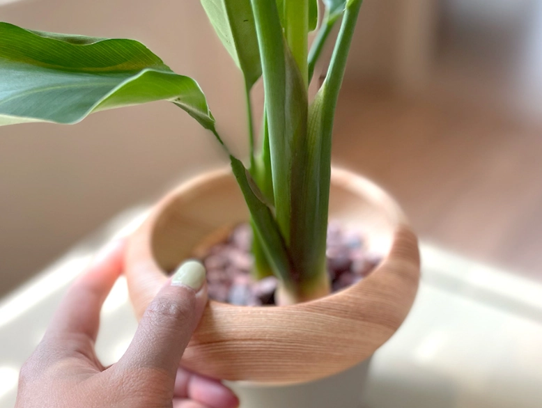 天堂鸟盆栽開花