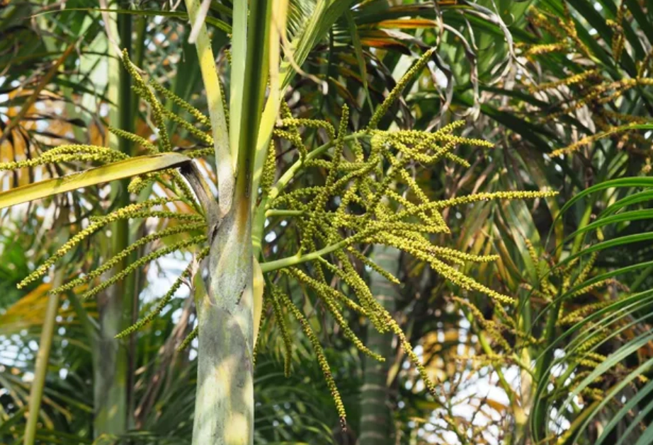 黃椰子樹種植 黃椰子樹種植