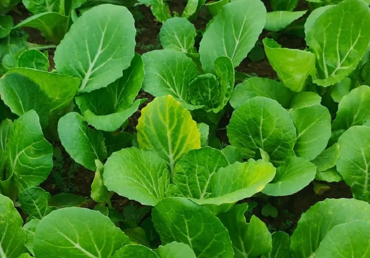 葉子變黃處理 葉子變黃處理