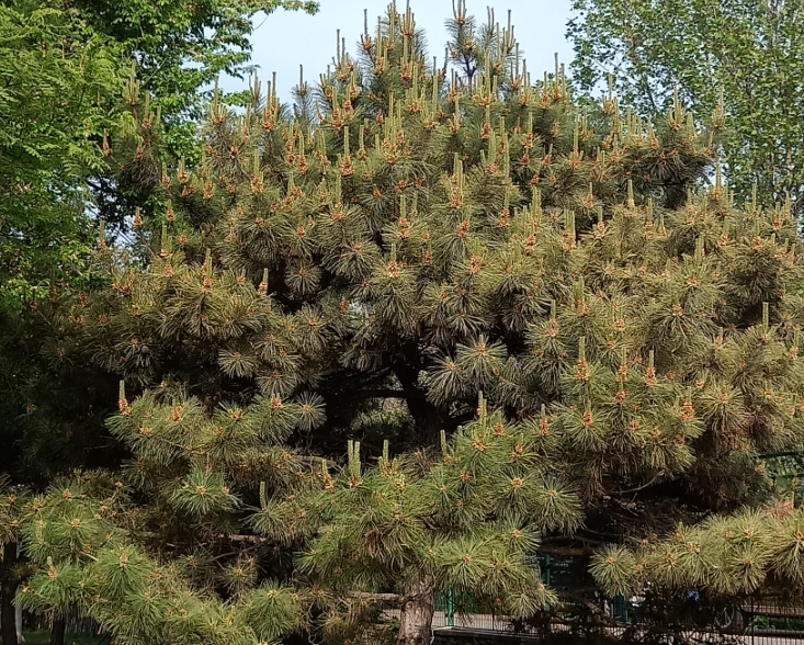 黑松植物種類 黑松植物種類