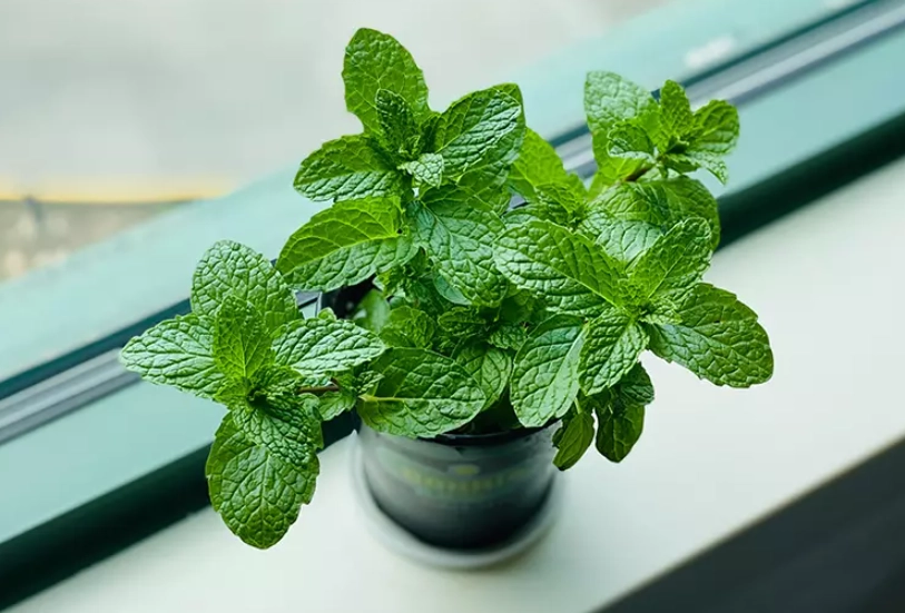 薄荷栽種方法 薄荷栽種方法