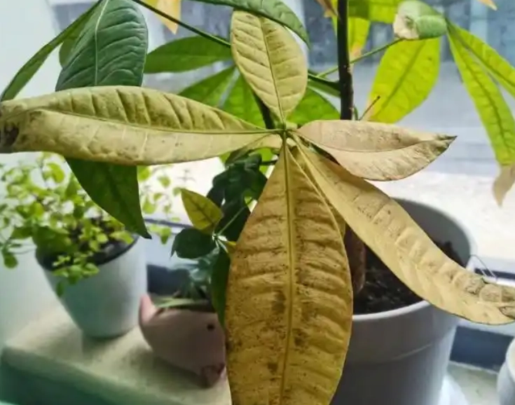 富貴樹葉黃處理