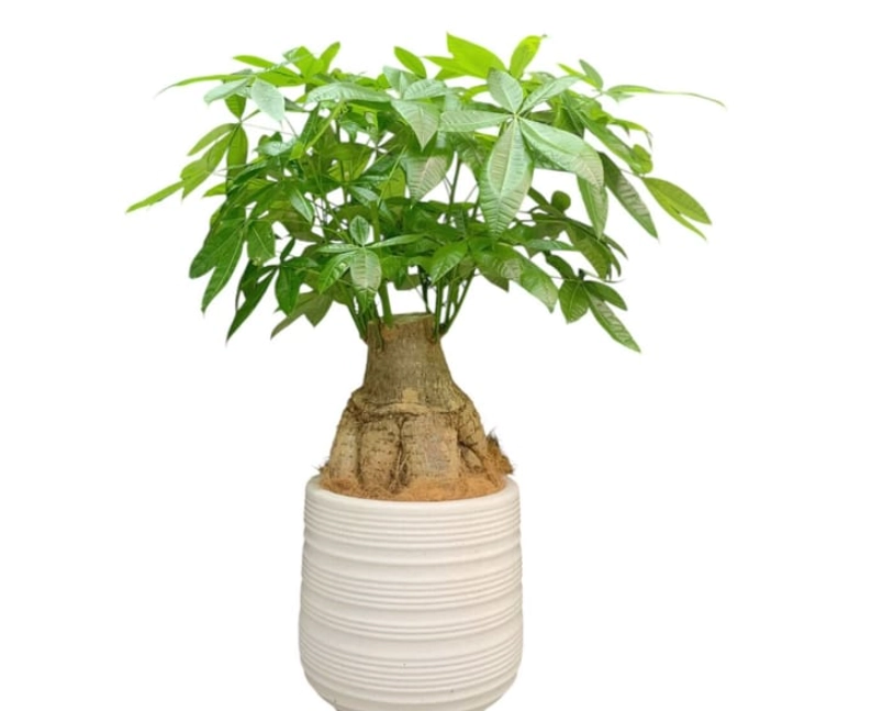 發財樹澆水方法 發財樹澆水方法