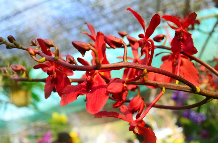 蘭花顏色意義 蘭花顏色意義