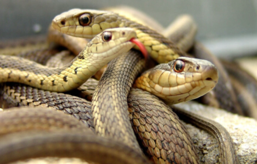 女性夢境分析 女性夢境分析