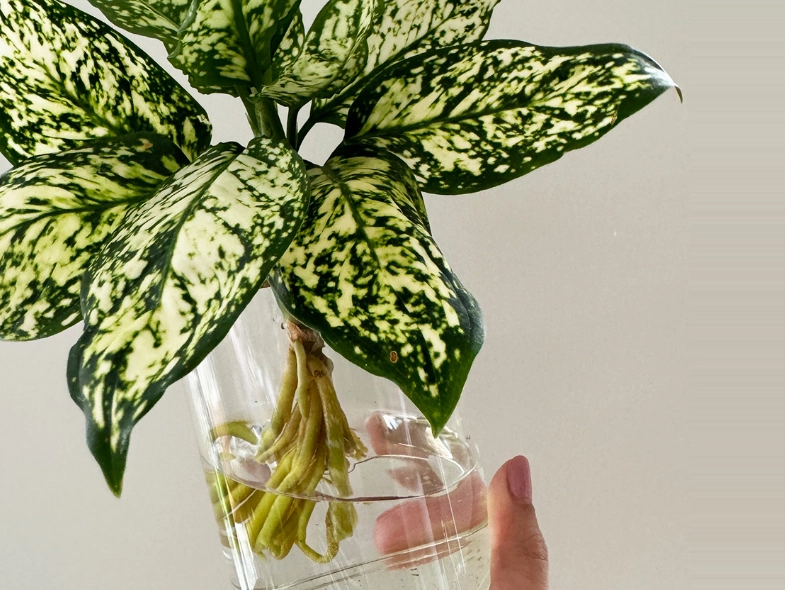 萬年青水培方法