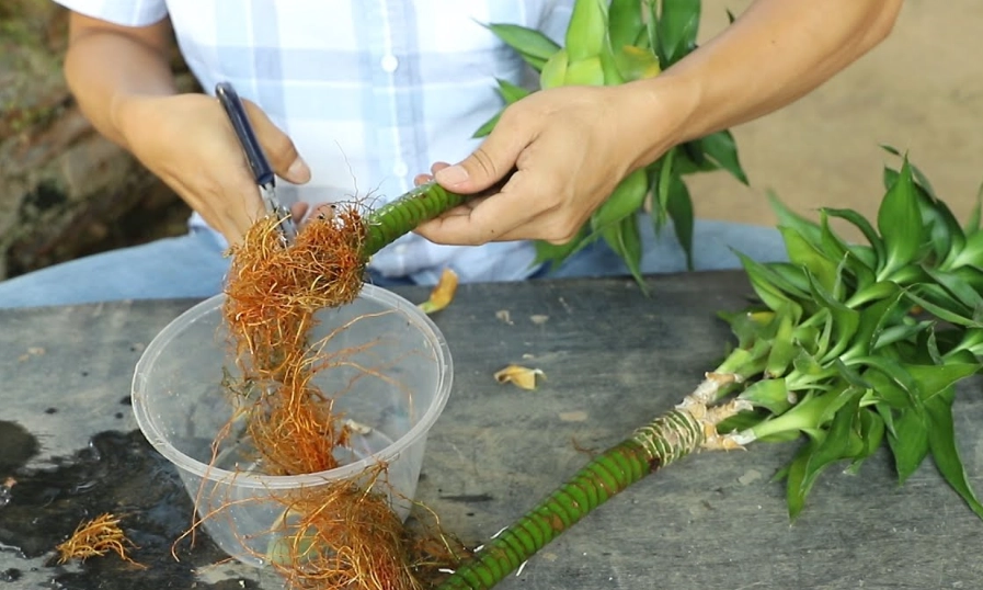 开运竹修剪方法