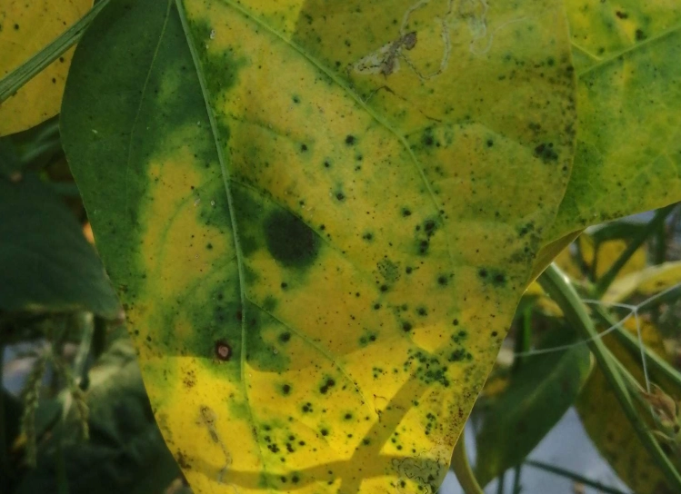 葉黃病症狀 葉黃病症狀