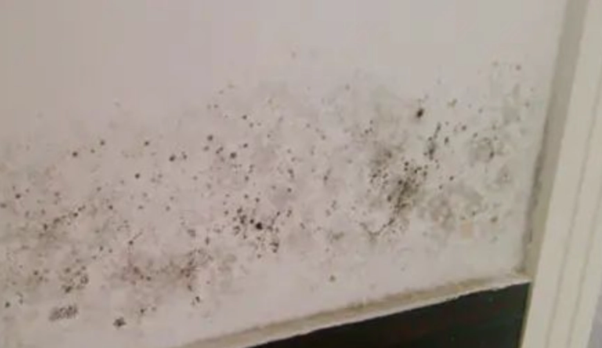 天然除霉妙招 天然除霉妙招