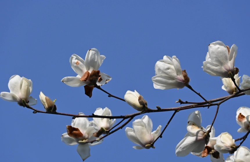 玉蘭花毒性 玉蘭花毒性