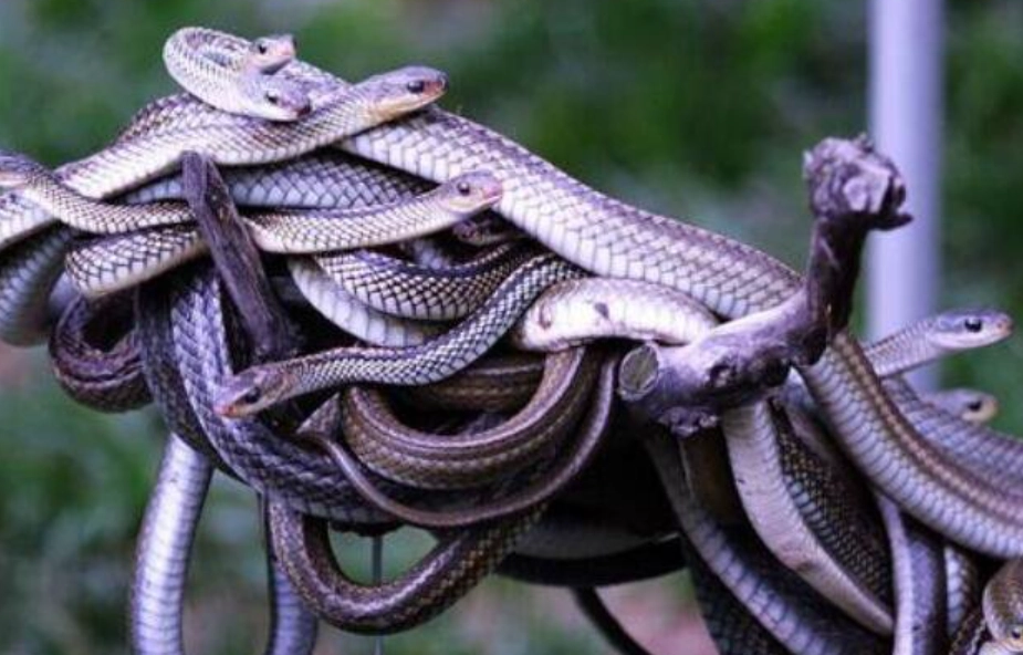 女人夢見蛇解夢 女人夢見蛇解夢