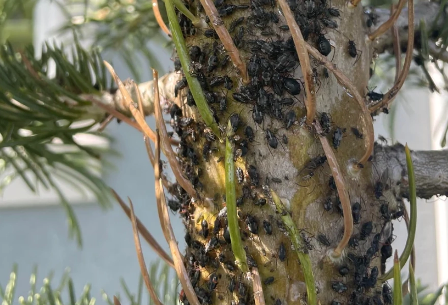 松樹蚜蟲防治 松樹蚜蟲防治