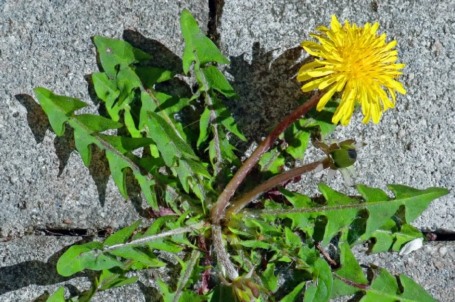 野草管理 野草管理