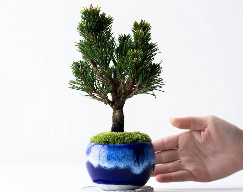 盆景松樹照顧 盆景松樹照顧