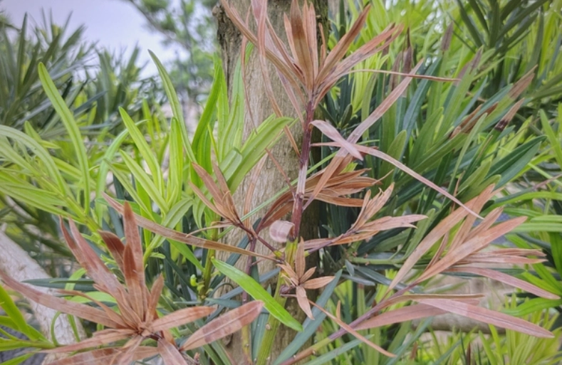羅漢松枯黃治療