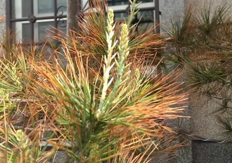 松樹枯枝原因 松樹枯枝原因