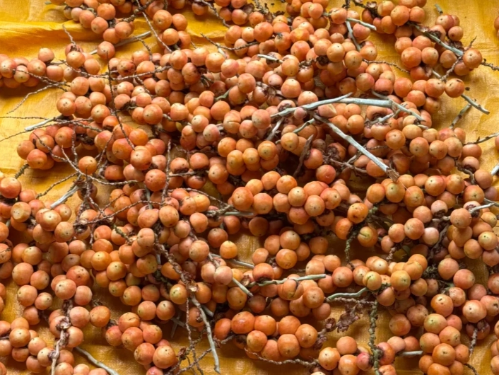 黃椰子果實用途 黃椰子果實用途