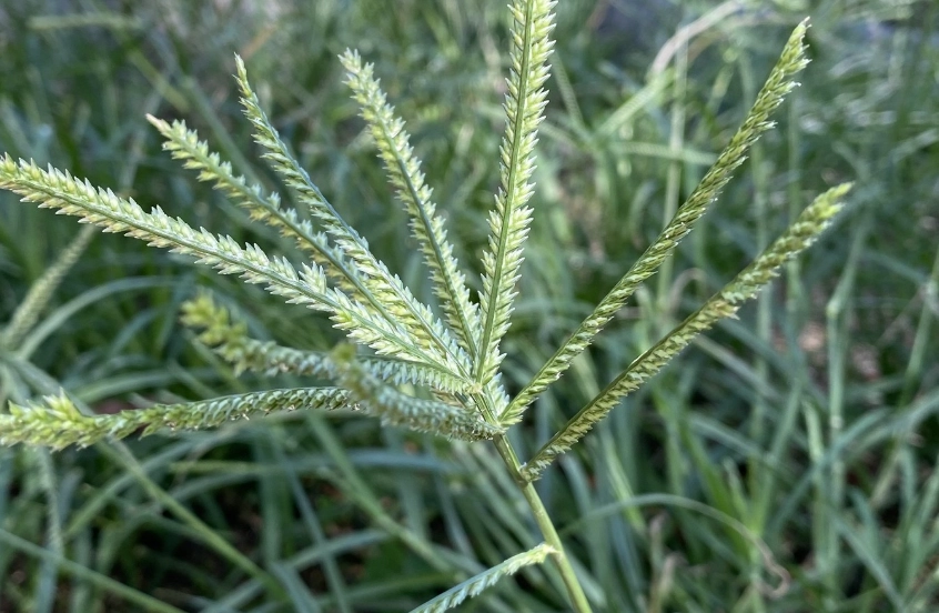 野草識別 野草識別