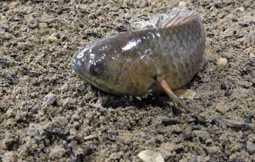 魚在地上夢境意義