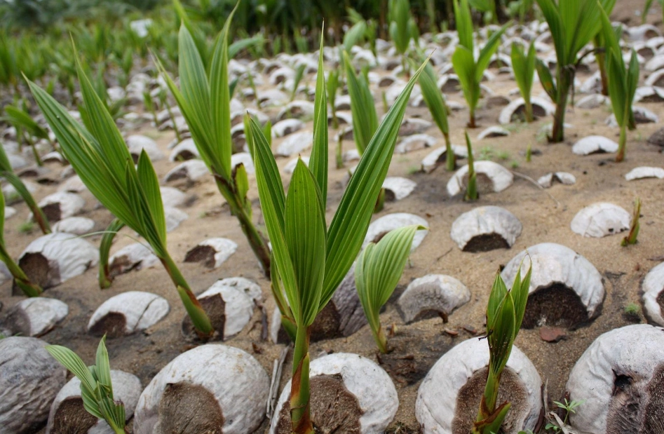 椰子树台湾种植 椰子树台湾种植