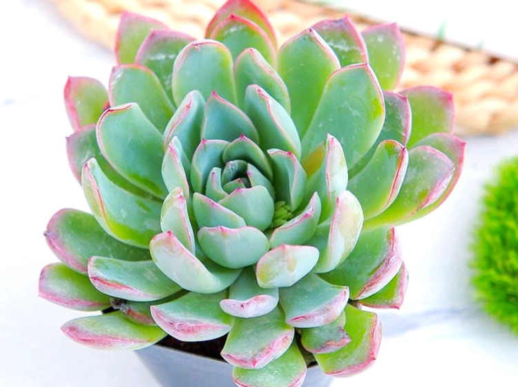 多肉養護技巧 多肉養護技巧