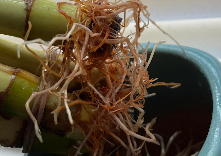 水耕富貴竹爛根處理 水耕富貴竹爛根處理