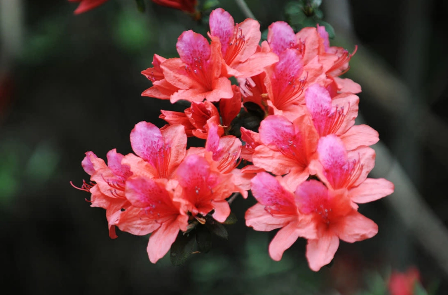 台灣公園花卉 台灣公園花卉