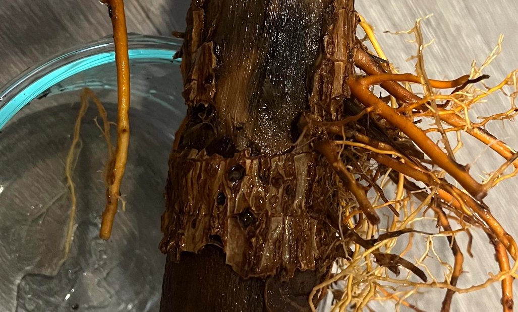 富貴竹根部腐爛 富貴竹根部腐爛