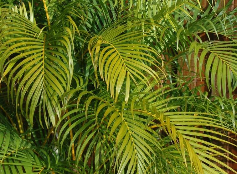 黃椰子樹盆栽 黃椰子樹盆栽