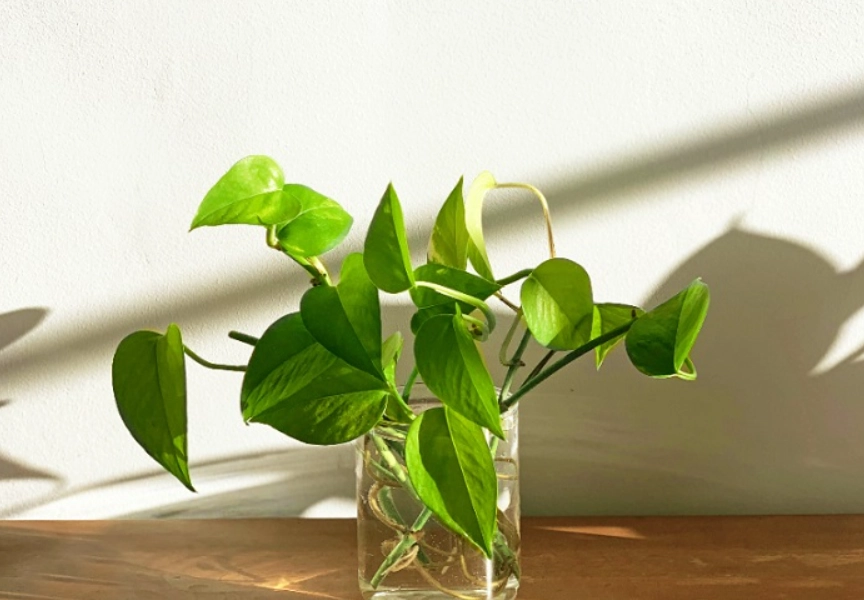 桌面植物 桌面植物