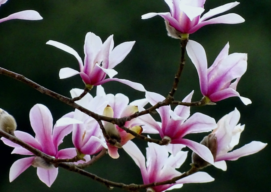 玉蘭花毒性 玉蘭花毒性