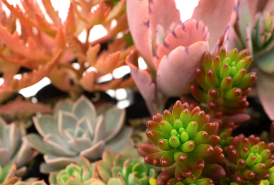 多肉植物照顧 多肉植物照顧