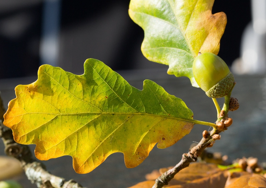 葉黃病成因 葉黃病成因