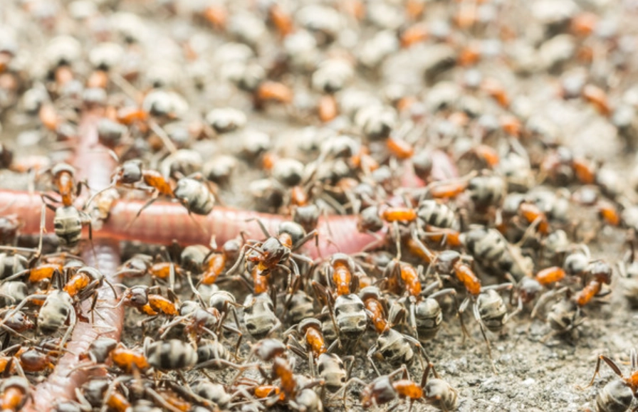 夢境象徵意義 夢境象徵意義
