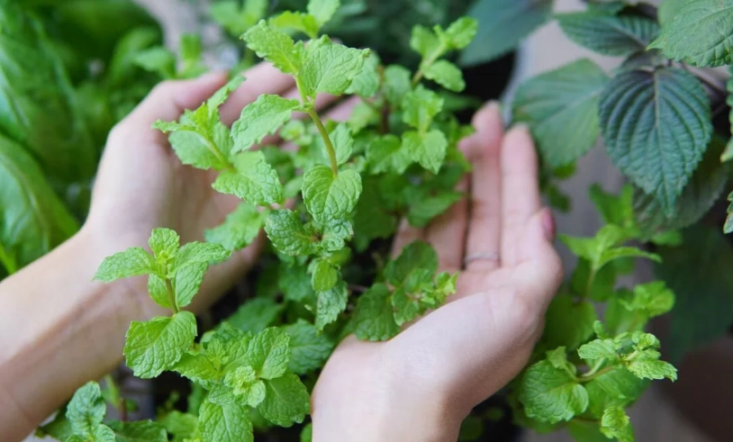 香草植物種植方法