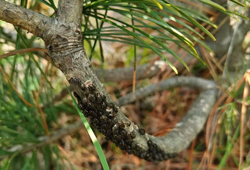 松樹蚜蟲防治 松樹蚜蟲防治