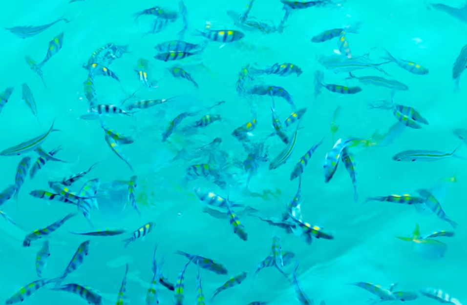 夢到很多小魚 解夢 夢到很多小魚 解夢