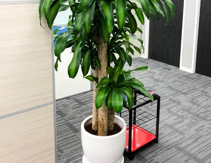 巴西木病虫害防治 巴西木病虫害防治