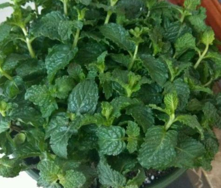 薄荷盆栽养护