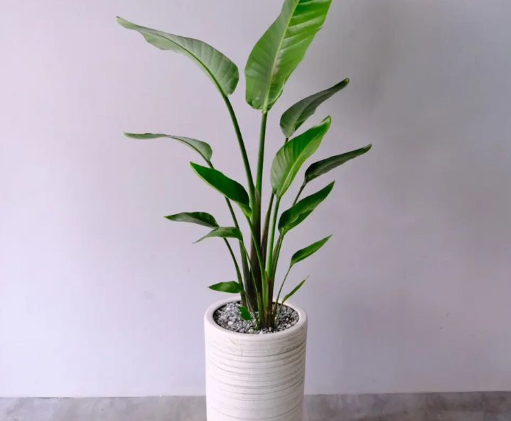 天堂鸟盆栽怎麼養 天堂鸟盆栽怎麼養