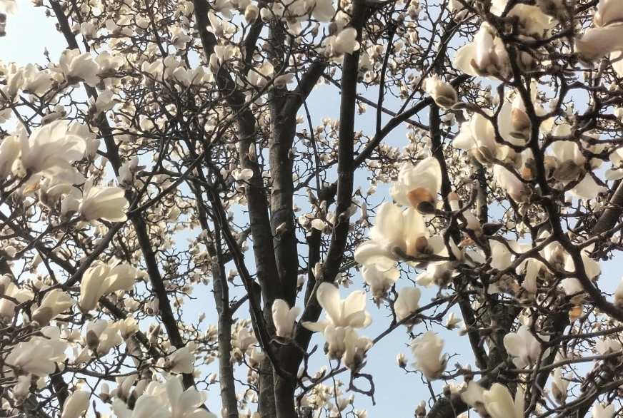 白玉蘭樹種植 白玉蘭樹種植