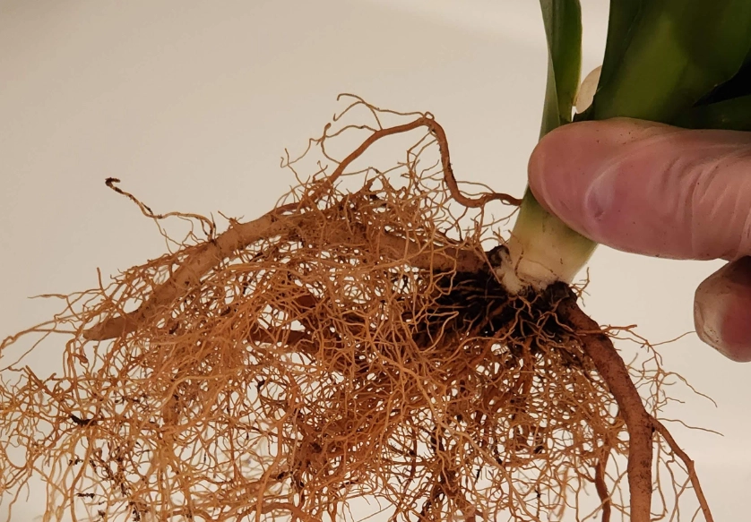 富貴竹根部腐爛 富貴竹根部腐爛