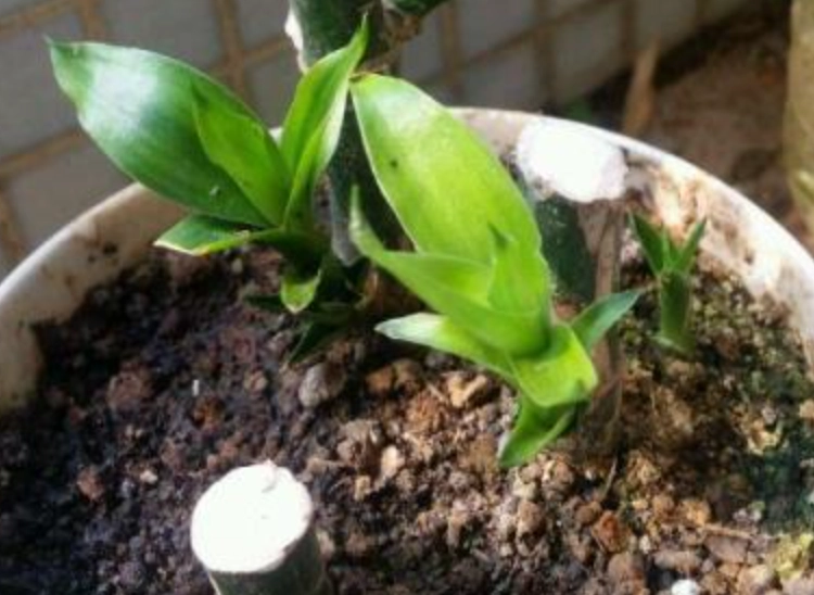 土培富貴竹方法 土培富貴竹方法