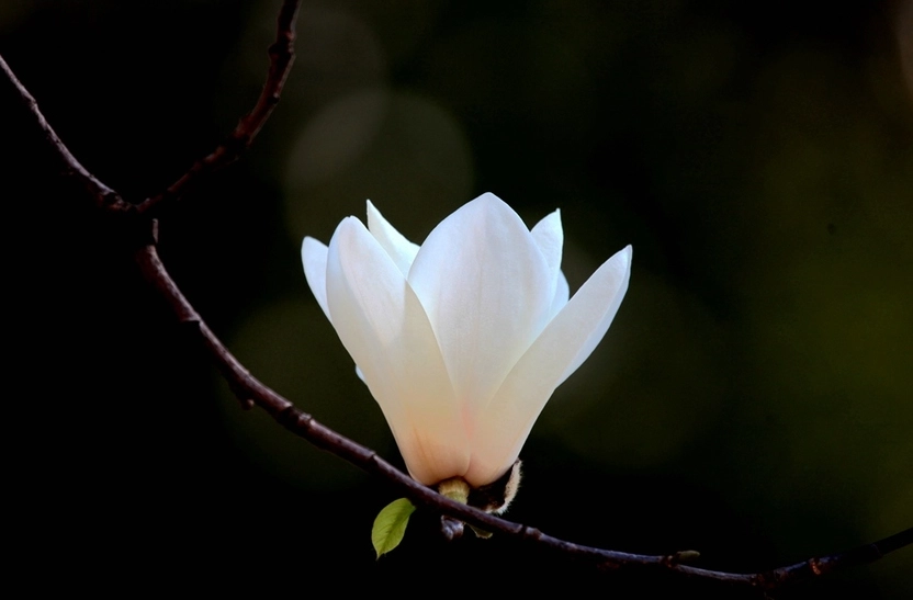 白玉蘭照顧技巧