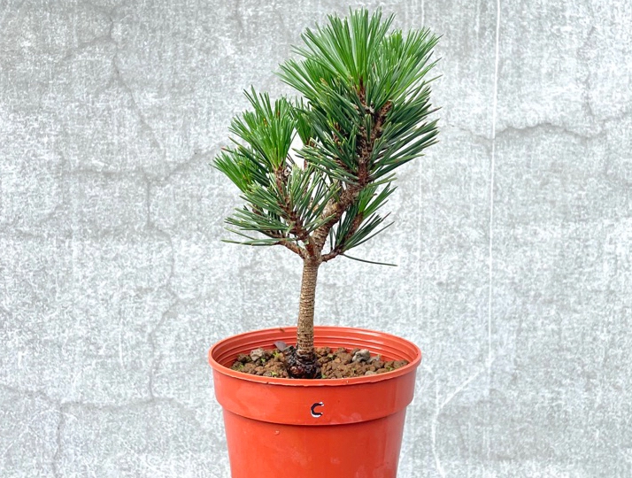 盆景松樹照顧 盆景松樹照顧